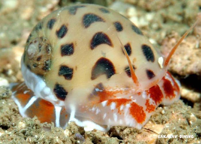 Night dive in Madagascar